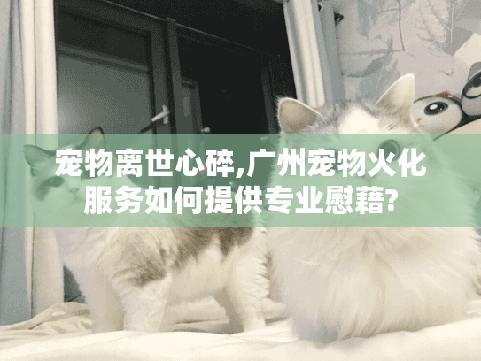 宠物离世心碎,广州宠物火化服务如何提供专业慰藉?