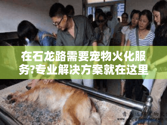 在石龙路需要宠物火化服务?专业解决方案就在这里!