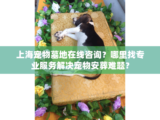 上海宠物墓地在线咨询？哪里找专业服务解决宠物安葬难题？