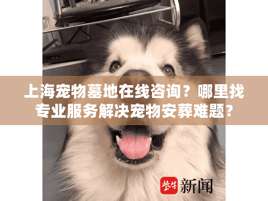 上海宠物墓地在线咨询？哪里找专业服务解决宠物安葬难题？