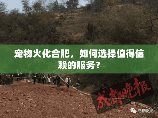 宠物火化合肥，如何选择值得信赖的服务？
