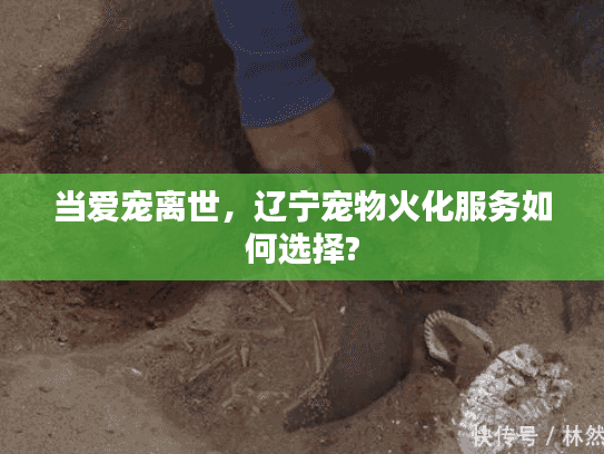 当爱宠离世，辽宁宠物火化服务如何选择?