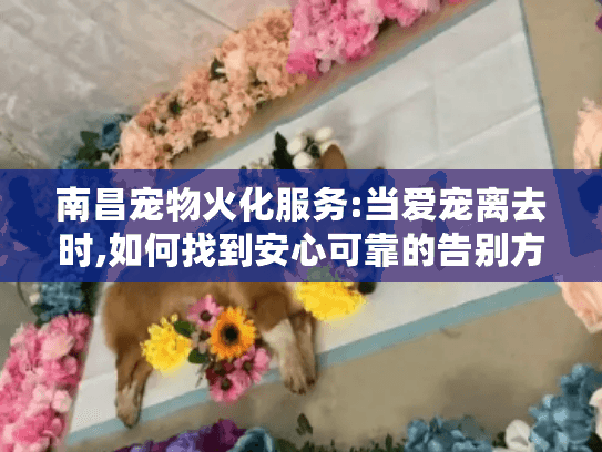 南昌宠物火化服务:当爱宠离去时,如何找到安心可靠的告别方式?
