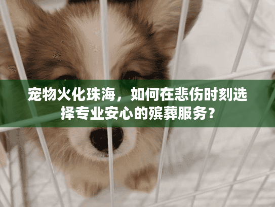 宠物火化珠海，如何在悲伤时刻选择专业安心的殡葬服务？