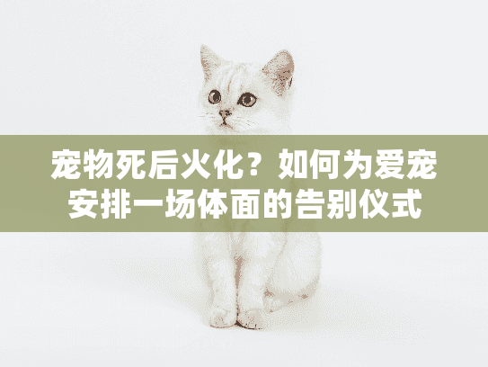 宠物死后火化？如何为爱宠安排一场体面的告别仪式