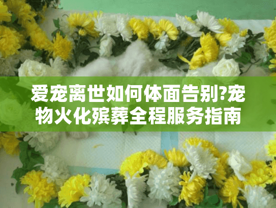 爱宠离世如何体面告别?宠物火化殡葬全程服务指南