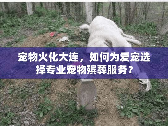 宠物火化大连，如何为爱宠选择专业宠物殡葬服务？