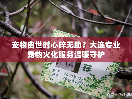 宠物离世时心碎无助？大连专业宠物火化服务温暖守护