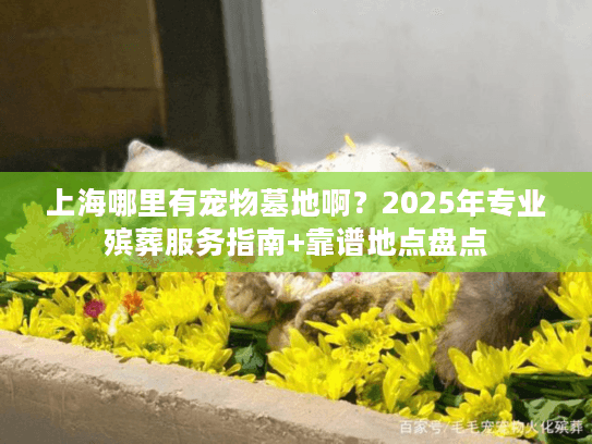 上海哪里有宠物墓地啊？2025年专业殡葬服务指南+靠谱地点盘点