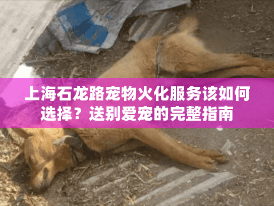 上海石龙路宠物火化服务该如何选择？送别爱宠的完整指南