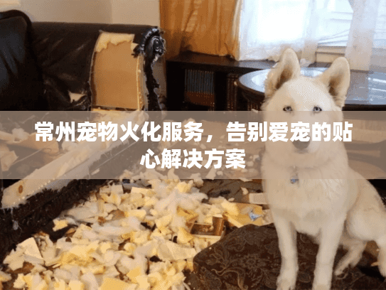 常州宠物火化服务，告别爱宠的贴心解决方案