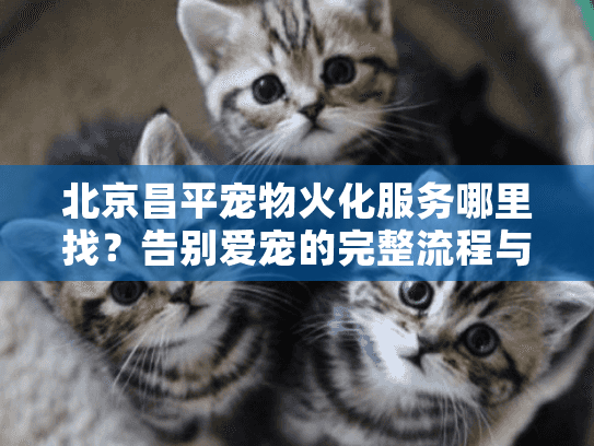 北京昌平宠物火化服务哪里找？告别爱宠的完整流程与机构选择要点