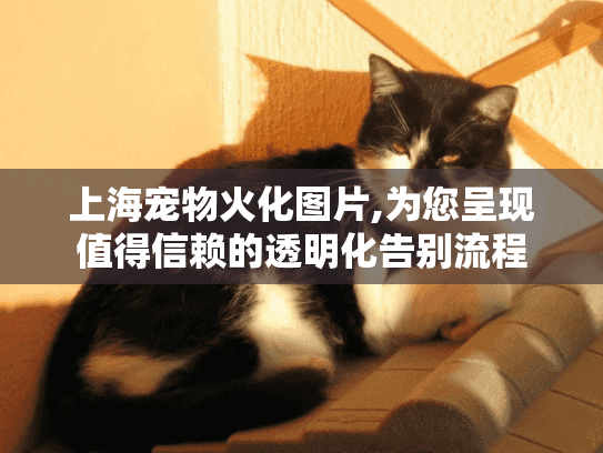 上海宠物火化图片,为您呈现值得信赖的透明化告别流程