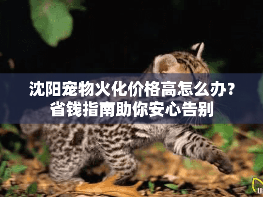 沈阳宠物火化价格高怎么办？省钱指南助你安心告别