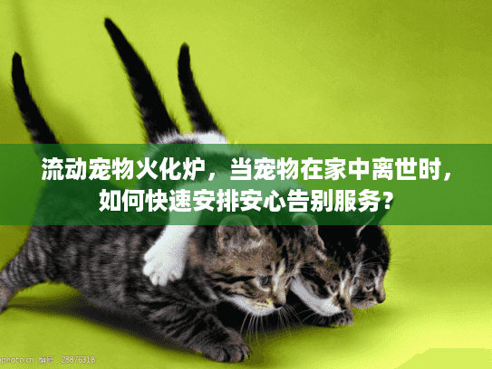 流动宠物火化炉，当宠物在家中离世时，如何快速安排安心告别服务？