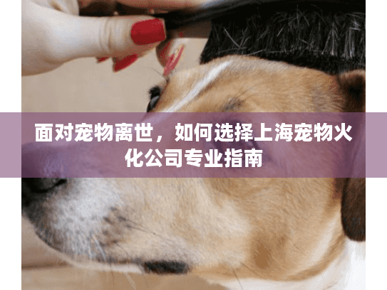 面对宠物离世，如何选择上海宠物火化公司专业指南