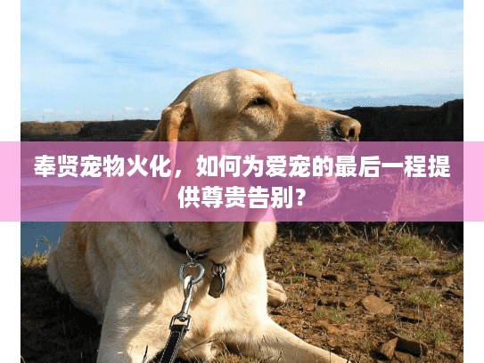 奉贤宠物火化，如何为爱宠的最后一程提供尊贵告别？