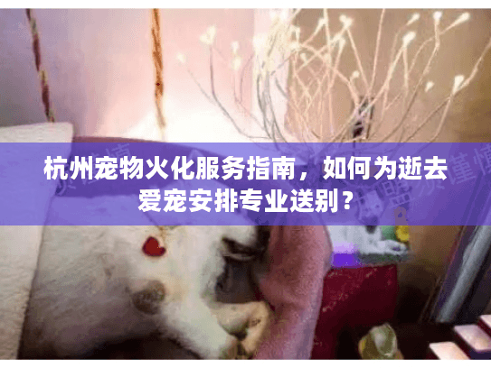 杭州宠物火化服务指南，如何为逝去爱宠安排专业送别？