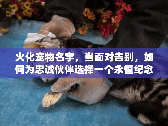 火化宠物名字，当面对告别，如何为忠诚伙伴选择一个永恒纪念名称？