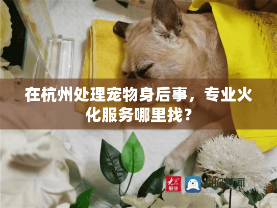 在杭州处理宠物身后事，专业火化服务哪里找？