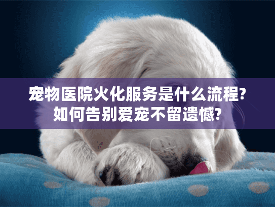 宠物医院火化服务是什么流程?如何告别爱宠不留遗憾?
