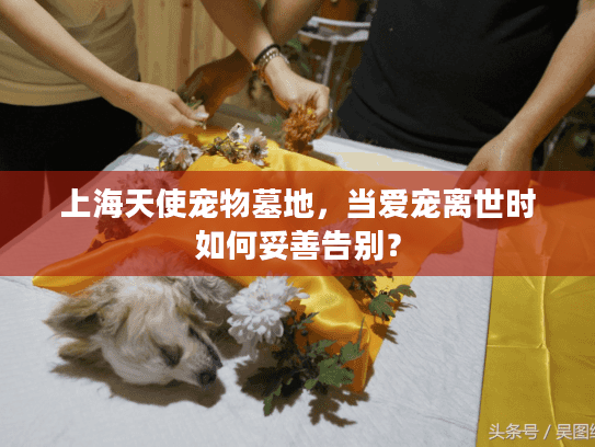 上海天使宠物墓地，当爱宠离世时如何妥善告别？