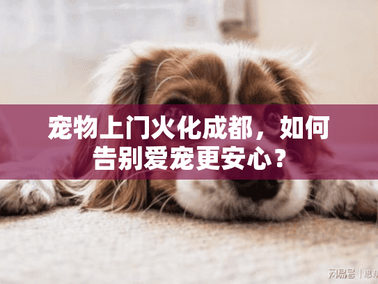 宠物上门火化成都，如何告别爱宠更安心？