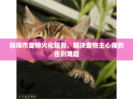 蚌埠市宠物火化服务，解决宠物主心痛的告别难题