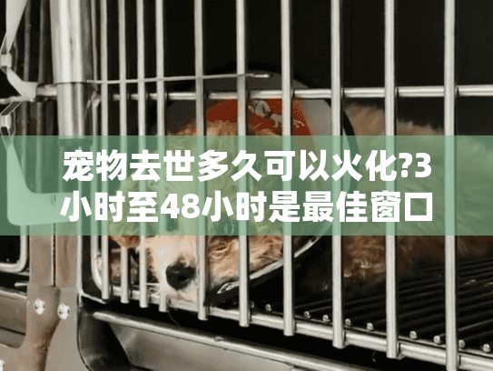 宠物去世多久可以火化?3小时至48小时是最佳窗口期