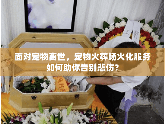 面对宠物离世，宠物火葬场火化服务如何助你告别悲伤？