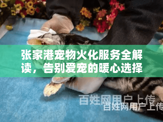 张家港宠物火化服务全解读，告别爱宠的暖心选择