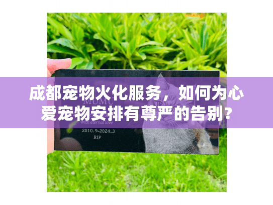 成都宠物火化服务，如何为心爱宠物安排有尊严的告别？