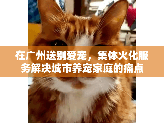 在广州送别爱宠，集体火化服务解决城市养宠家庭的痛点