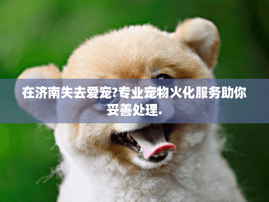 在济南失去爱宠?专业宠物火化服务助你妥善处理.