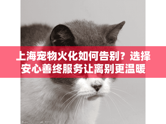 上海宠物火化如何告别？选择安心善终服务让离别更温暖