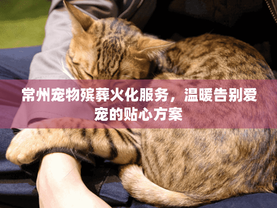 常州宠物殡葬火化服务，温暖告别爱宠的贴心方案