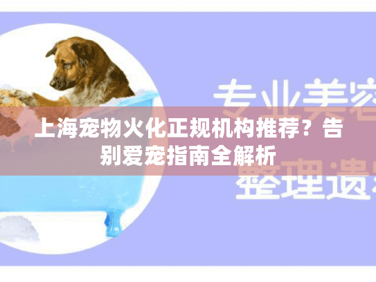 上海宠物火化正规机构推荐？告别爱宠指南全解析