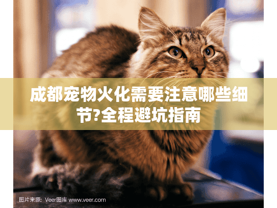成都宠物火化需要注意哪些细节?全程避坑指南