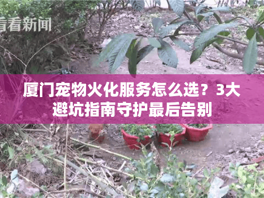厦门宠物火化服务怎么选？3大避坑指南守护最后告别