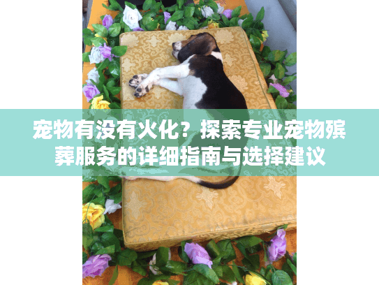 宠物有没有火化？探索专业宠物殡葬服务的详细指南与选择建议