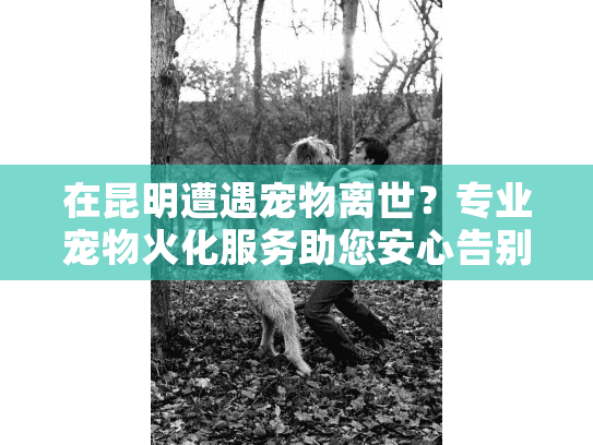 在昆明遭遇宠物离世？专业宠物火化服务助您安心告别