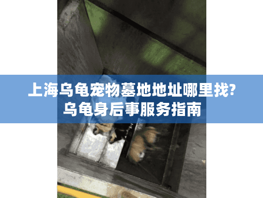 上海乌龟宠物墓地地址哪里找?乌龟身后事服务指南