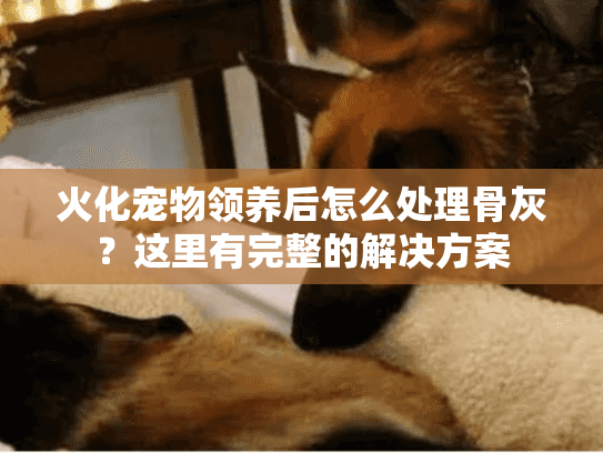 火化宠物领养后怎么处理骨灰？这里有完整的解决方案
