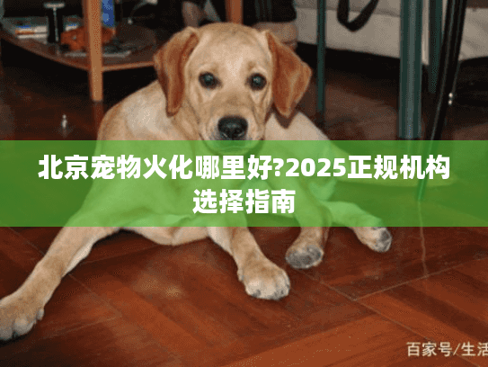 北京宠物火化哪里好?2025正规机构选择指南