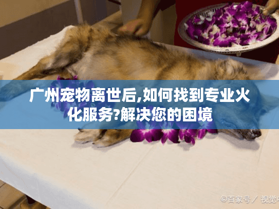 广州宠物离世后,如何找到专业火化服务?解决您的困境