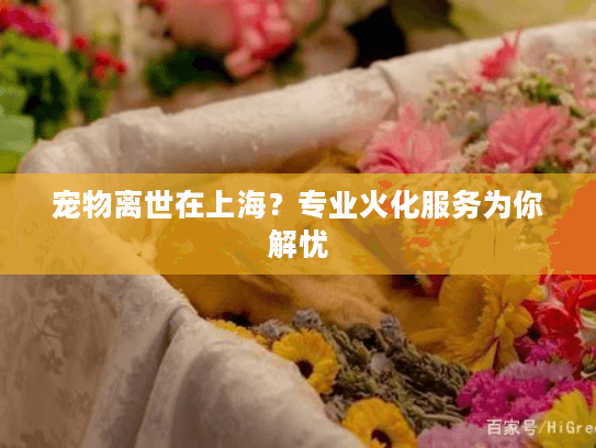 宠物离世在上海？专业火化服务为你解忧