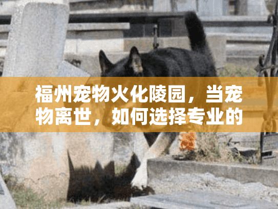 福州宠物火化陵园，当宠物离世，如何选择专业的一站式宠物殡葬服务？