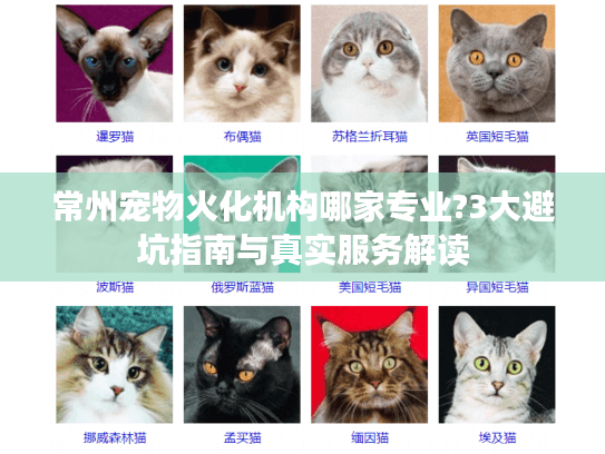常州宠物火化机构哪家专业?3大避坑指南与真实服务解读