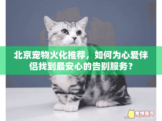 北京宠物火化推荐，如何为心爱伴侣找到最安心的告别服务？