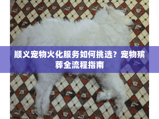 顺义宠物火化服务如何挑选？宠物殡葬全流程指南